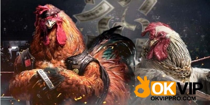 Chọn một nhà cái uy tín để cược đá gà trực tiếp châu Âu