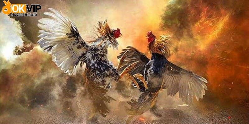 Casino đá gà C1 mang đến nhiều trận chọi gà hay và hấp dẫn