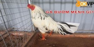 Gà bướm mang mệnh Kim